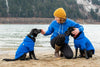 Matching Alaska flag dog hoodies in action