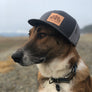 Dog Wearing Hat