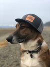Dog Wearing Hat